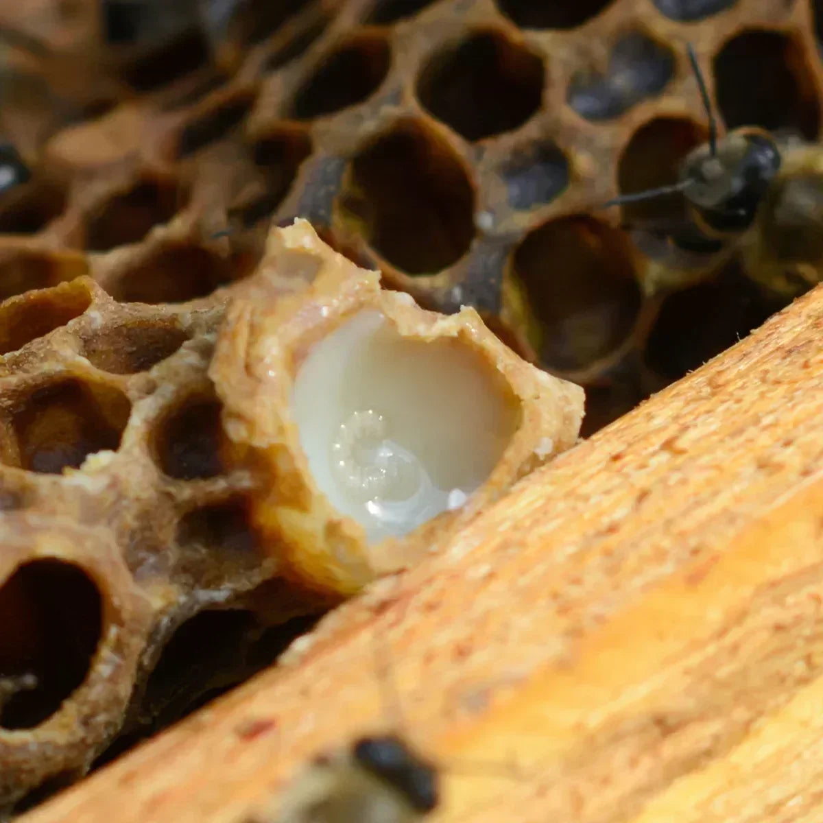 FEMNOX Royal Jelly + Inositol + Folic Acid + B12 complex • 90 capsules - Mannavita