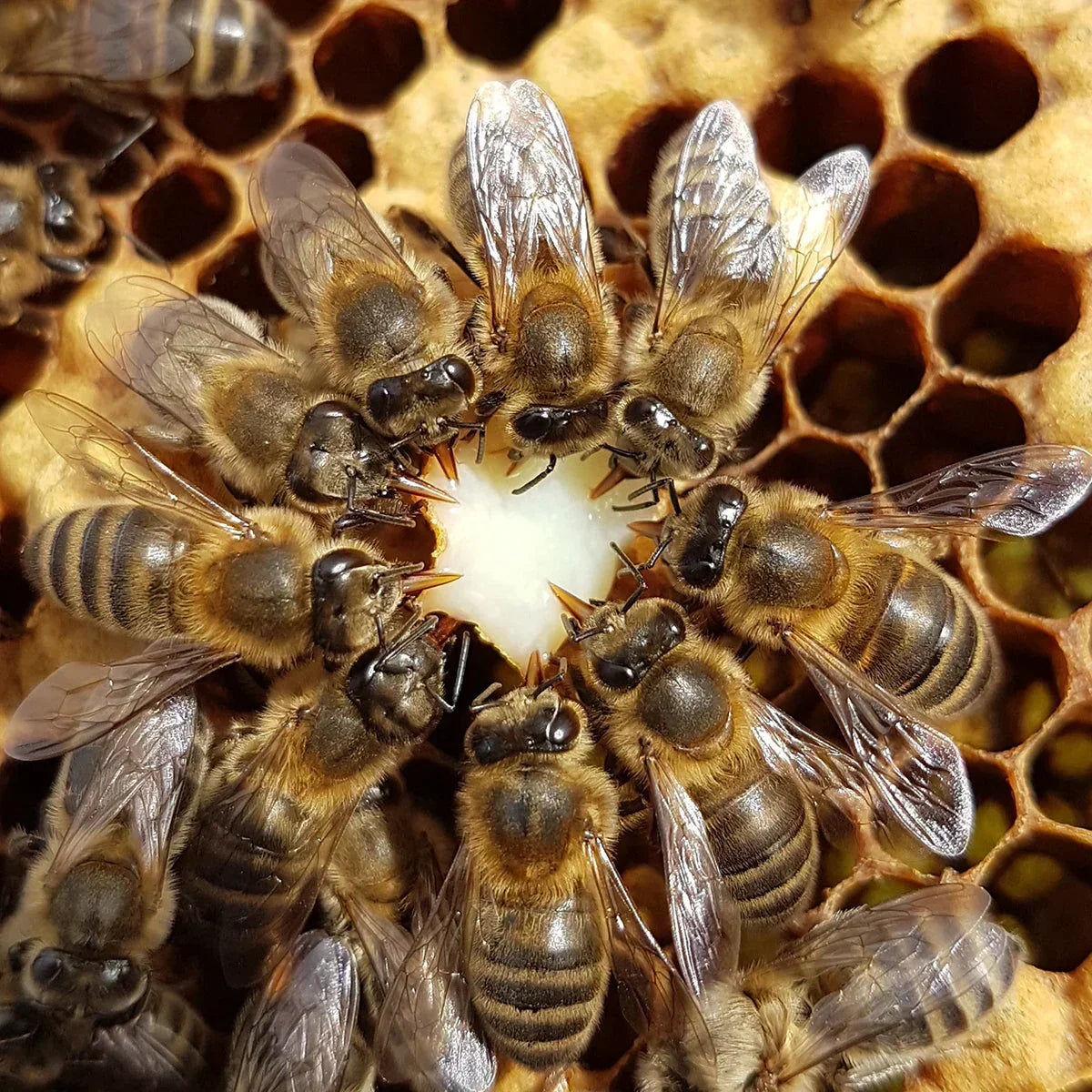 Mannavita fresh pure royal jelly • 2.2% 10-HDA • 225g - Mannavita