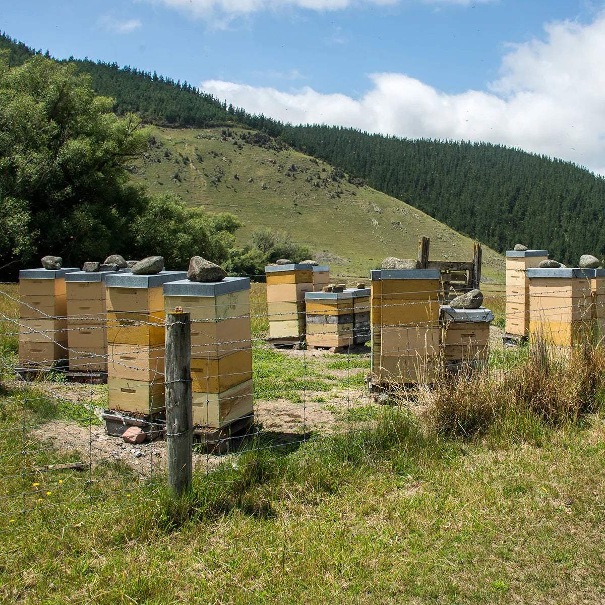 Melora Manuka Honey 700+ MGO™ UMF 18 • 250 g - Mannavita