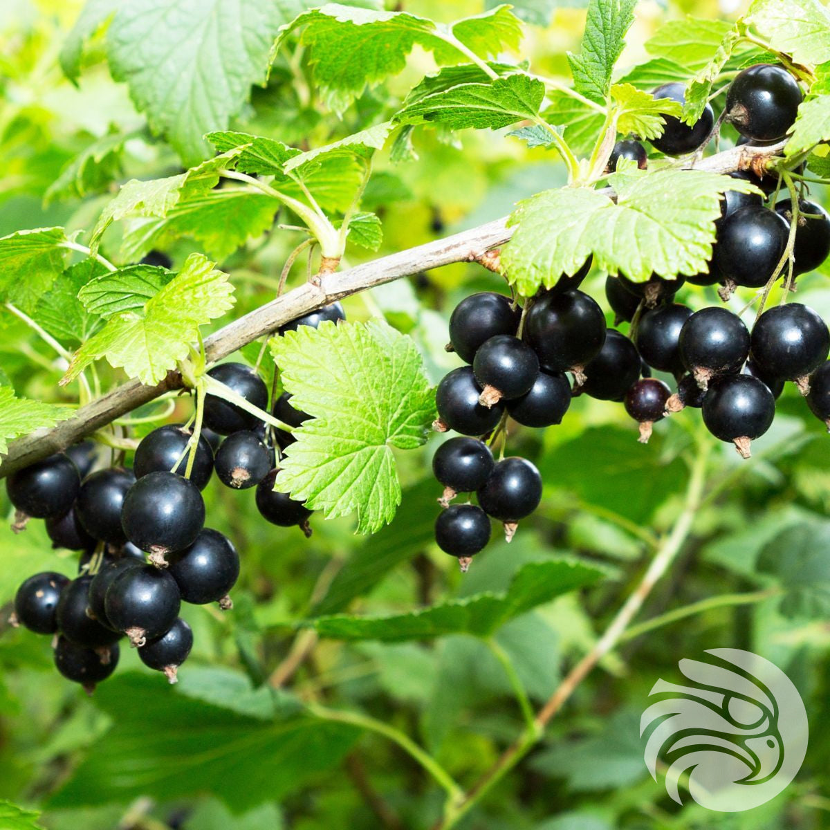 Pastile z manuka medom in črnim ribezom • 15 kos.