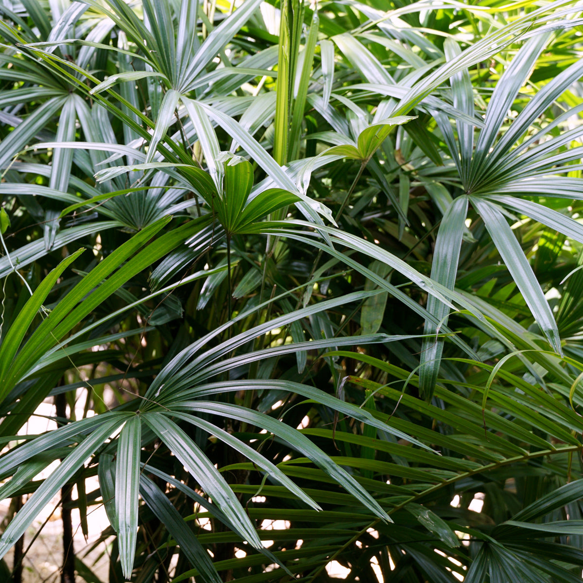 PROSTAX kompleks za prostato • 60 kapsul