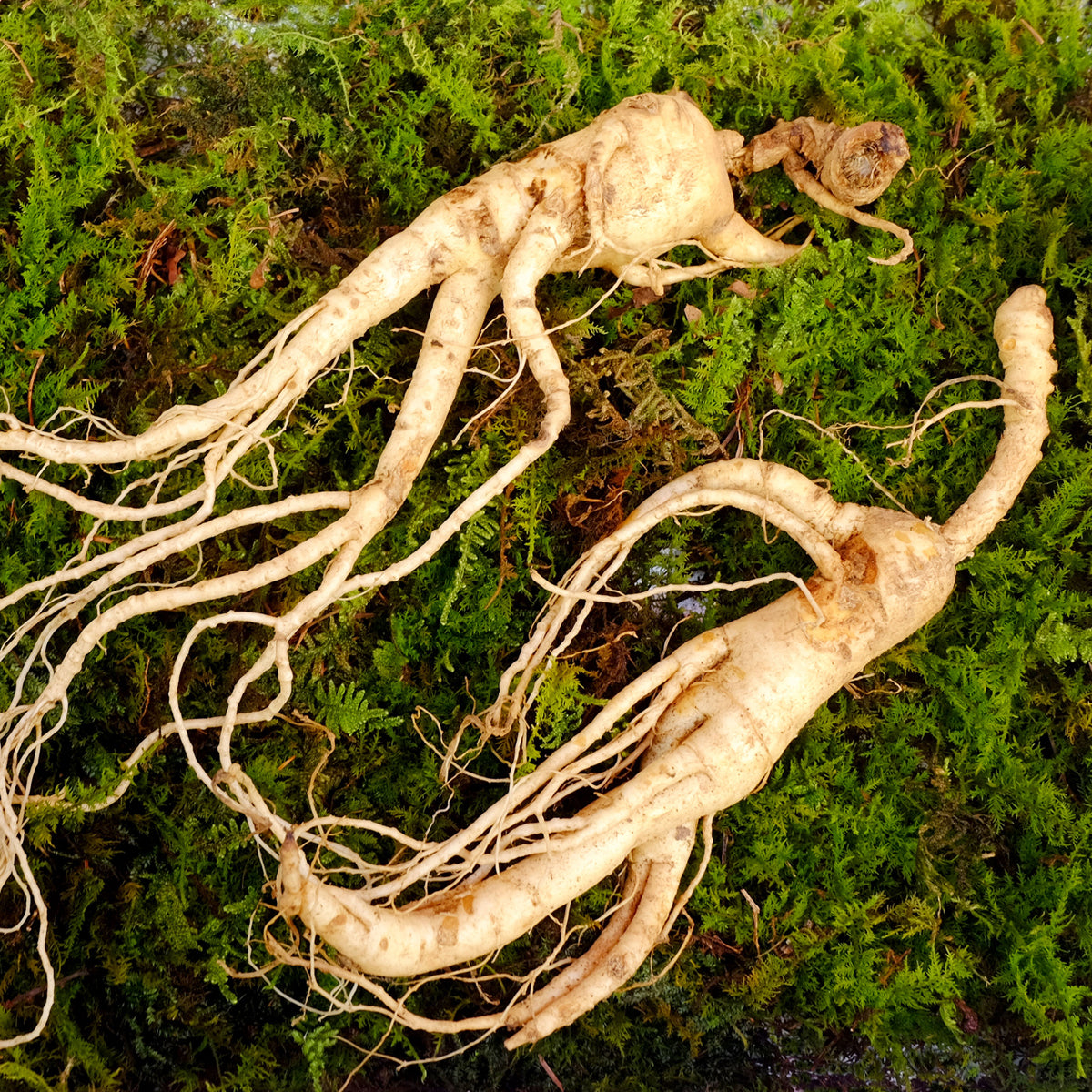 ENDOQIN moč za moške forte • 90 kapsul