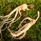 ENDOQIN moč za moške forte • 90 kapsul