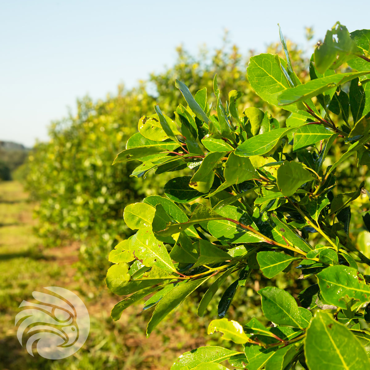 Čaj yerba mate Rosamonte • ESPECIAL • 500 g
