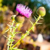 Mannavita madžarsko hladno stiskano olje semen pegastega badlja • 250 ml 