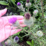 Mannavita madžarsko hladno stiskano olje semen pegastega badlja • 250 ml 