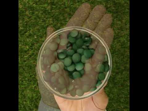 Mannavita Spirulina tablete 500 mg • 180 kos.