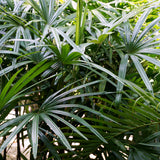 PROSTAX kompleks za prostato • 60 kapsul