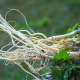 PROSTAX kompleks za prostato • 60 kapsul