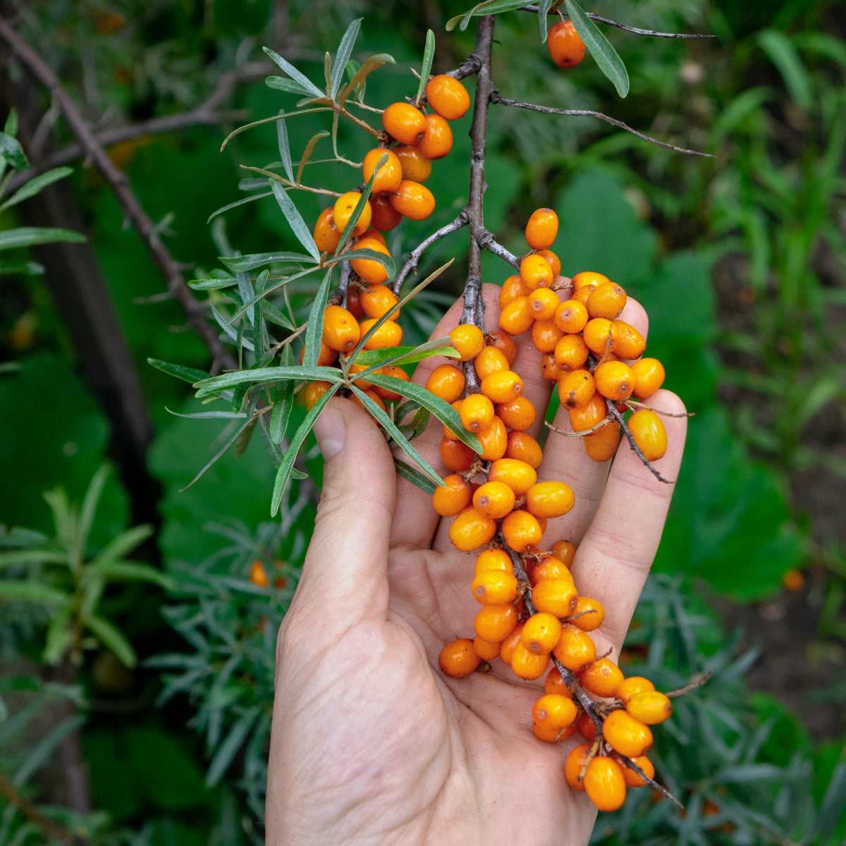 Mannavita madžarsko hladno stiskano olje iz semen rakitovca • 40 ml