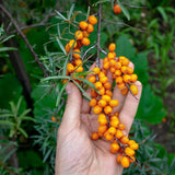 Mannavita madžarsko hladno stiskano olje iz semen rakitovca • 40 ml